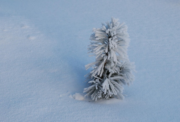 Een klein jong boompje van Siberische ceder op een koude sneeuwochtend. West-Siberië. Rusland