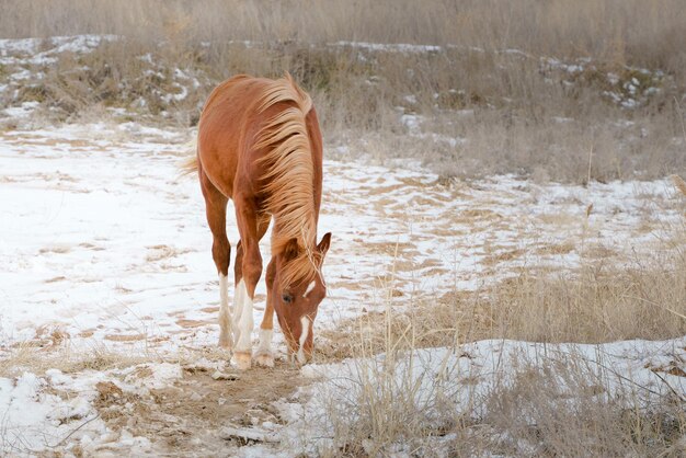 Een klein kastanjebruin welsh ponyveulen dartelt in vrijheid in een besneeuwd landschap