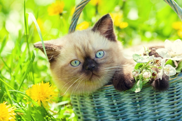 Een klein katje ligt in een mand op een groen gazon