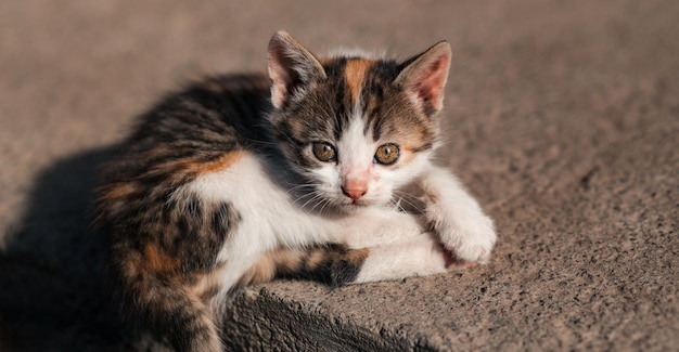 Een klein katje ligt op beton Mooie kattenogen