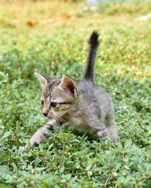 Foto een klein katje met een lange staart rent door het gras.