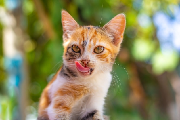 Een klein katje met gembervlekken likt zijn lippen na het eten en steekt zijn tong uit. Juiste huisdierenvoeding.