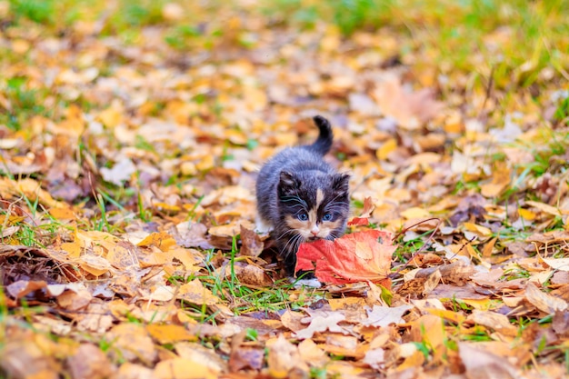 Een klein katje op het pad met bladeren. kitten op een wandeling in de herfst. huisdier.