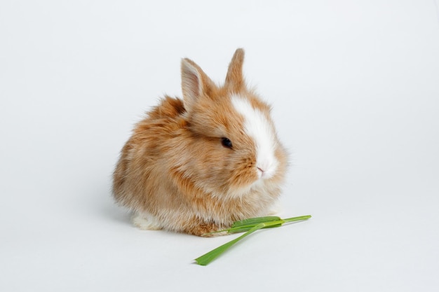 een klein konijn dat gras eet dat op een witte achtergrond wordt geïsoleerd