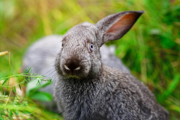 Foto een klein konijn eet gras portret van een pluizig en charmant huisdier voor een kalender of ansichtkaart