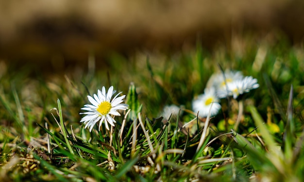 Een klein madeliefje in het veld