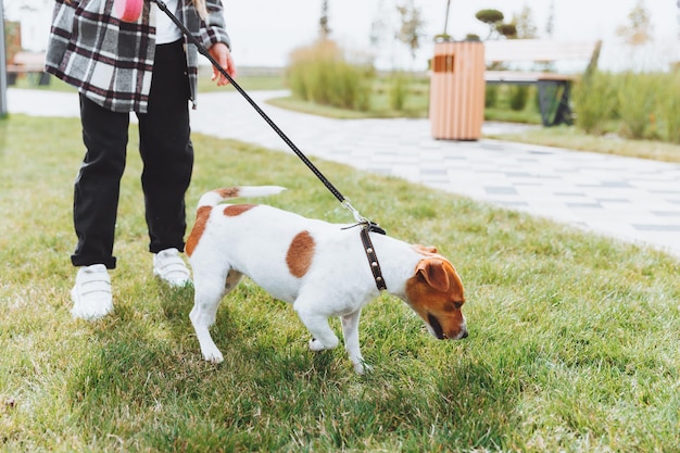 Een klein meisje laat haar hond uit in een stadspark, een kind speelt buiten met een Jack Russell-terriër Het concept van dierenverzorging