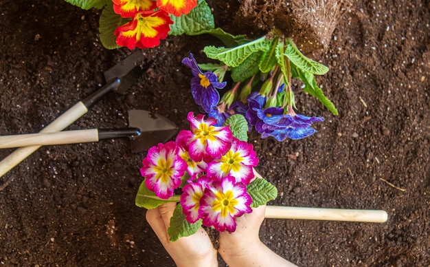 Een klein meisje plant bloemen De jonge tuinman Selectieve aandacht natuur