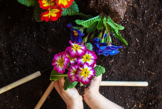 Een klein meisje plant bloemen De jonge tuinman Selectieve aandacht natuur