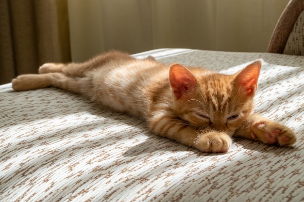 Een klein mooi rood tabby kitten valt in slaap op de bank