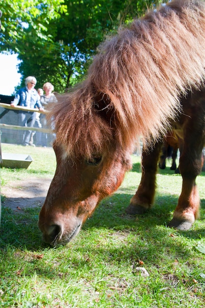 Een klein paard