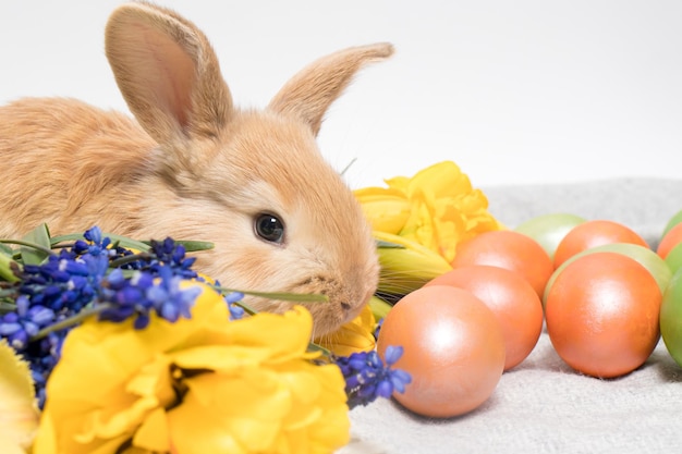 Een klein paaskonijn met beschilderde eieren en lentebloemen op een witte achtergrond