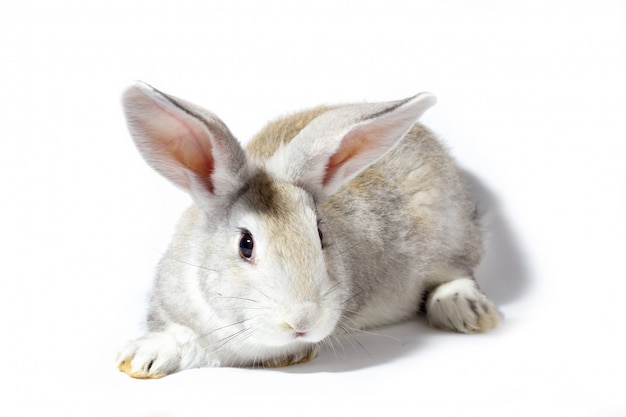 Een klein pluizig grijs konijn dat op een witte muur wordt geïsoleerd