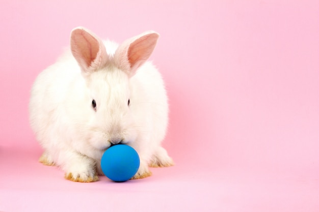 Een klein pluizig wit paaskonijn met een blauw ei op een pastelroze muur.