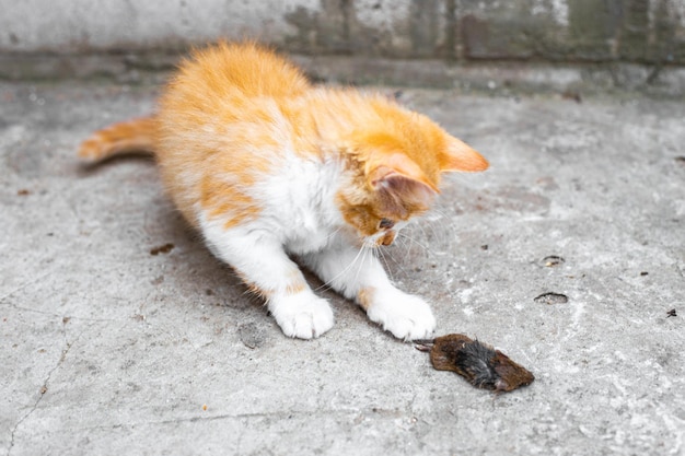 Een klein rood katje heeft een muis gevangen en speelt ermee Knaagdierenplagen en hun bestrijding