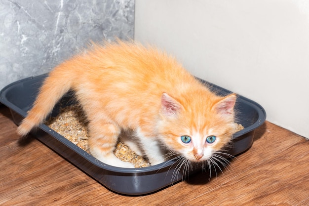 Een klein rood katje met blauwe ogen zit in een bak zindelijkheidstraining van een kat