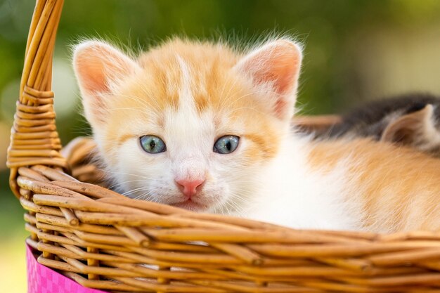 Een klein rood katje