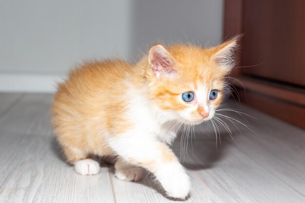 Een klein rood kitten met blauwe ogen verkent het huis schattige huisdieren