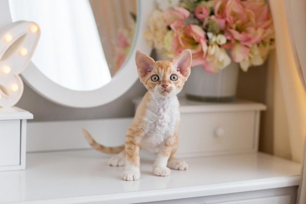 Foto een klein rood tabby en wit devonrex-katje zit op een kaptafel