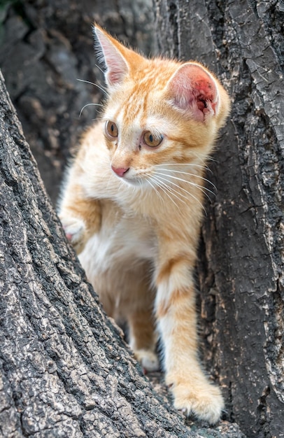 Een klein schattig goudbruin katje klimt op een boom in de achtertuin, selectieve focus op zijn oog