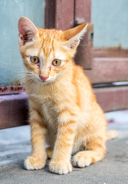 Een klein schattig goudbruin katje zit op de betonnen buitenvloer in de achtertuin, selectieve focus op zijn oog