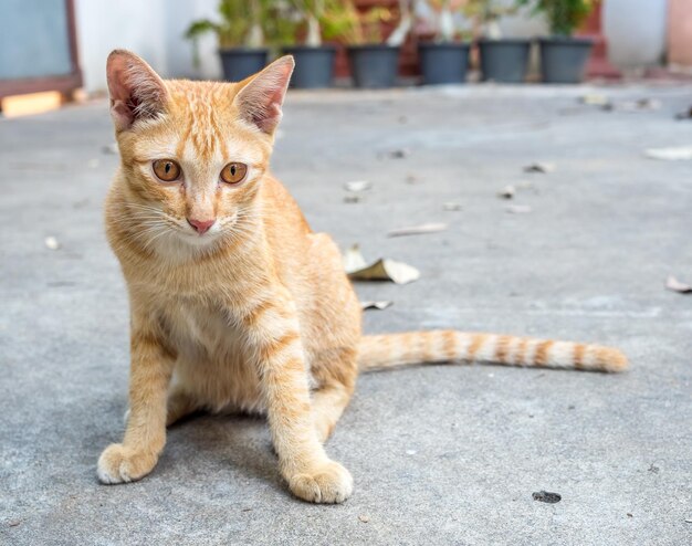 Een klein schattig goudbruin katje zit op de betonnen vloer buiten, selectieve focus op zijn oog
