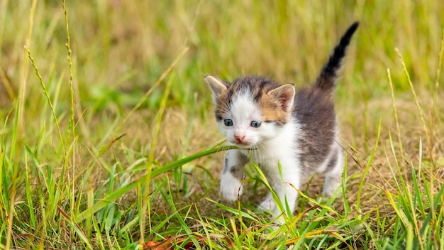 Een klein schattig katje gaat in de tuin op het gras