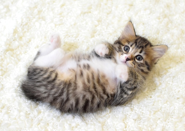 Een klein schattig katje van het Kuril Bobtail-ras ligt op een witte pluizige plaid