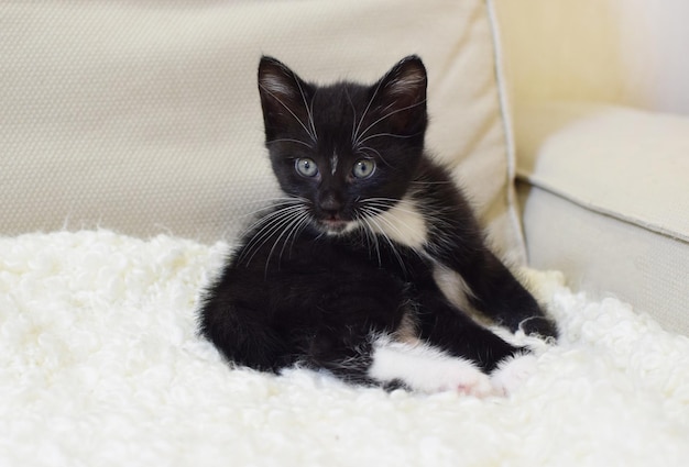 Een klein schattig katje van het ras Kuril Bobtail