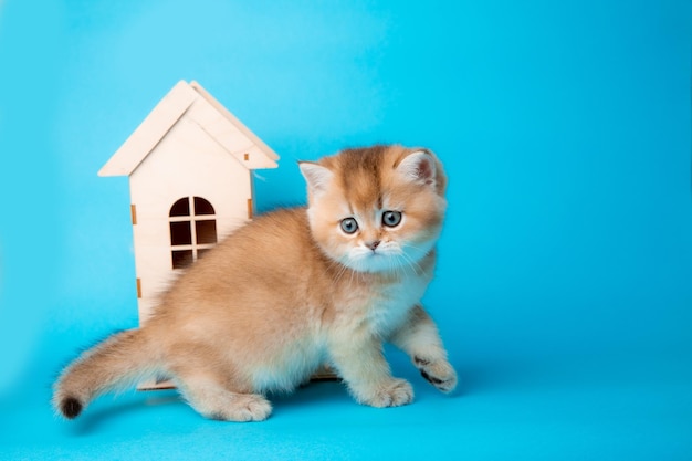 Een klein schattig pluizig rood katje met een houten huis op een blauwe achtergrond het concept van comfort en onroerend goed