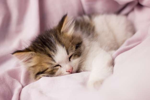 Een klein slapende kitten in bed, close-up. Pluizige mooie kat in zacht beddengoed