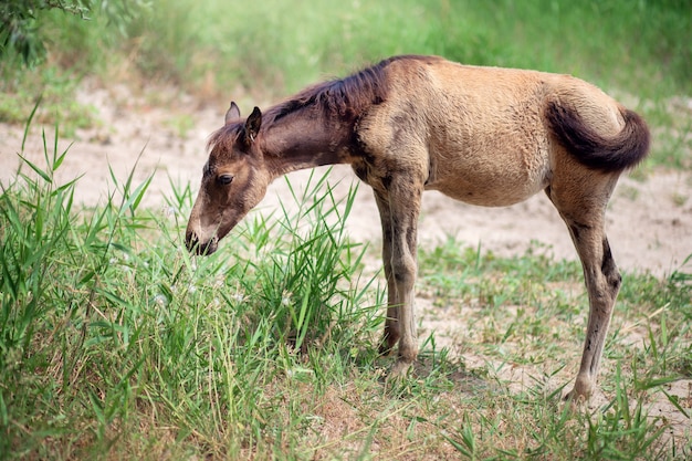 Een klein veulen graast in de zomer op straat. Paardenkind eet gras en loopt