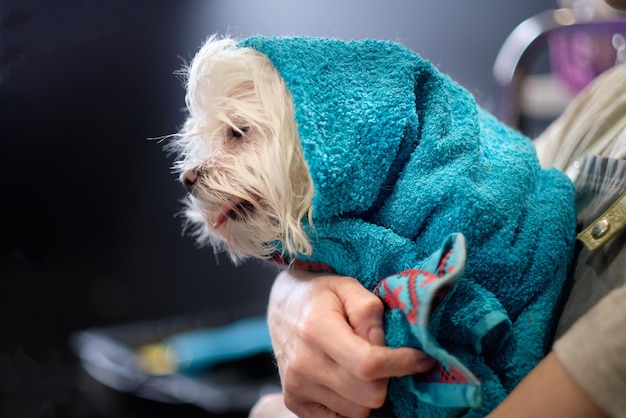 Een klein wit Maltees schoothondje in een badhanddoek in de armen van een vrouw