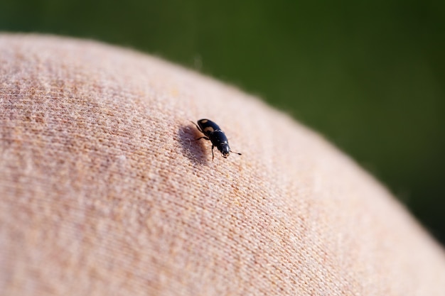 Een klein zwart insect zit op een handclose-up. Insect in de palm van je hand. Detailopname