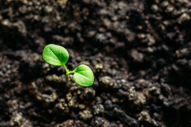 Een kleine aubergine in de volle grond. zaailing