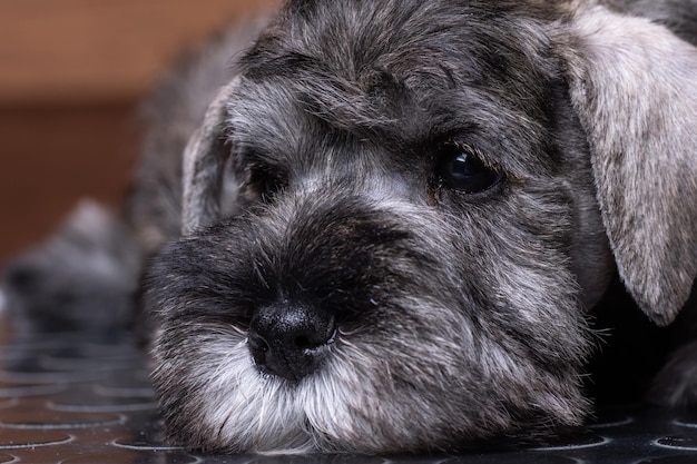 Een kleine bebaarde dwergschnauzerpuppy die op een trimtafel ligt Verzorgende puppy's Dierenverzorging