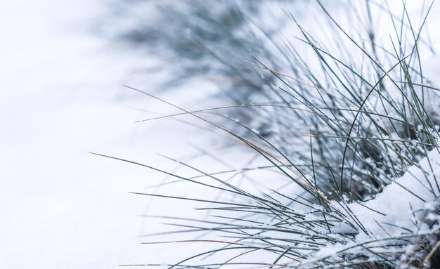 Een kleine bevroren thujatak in de sneeuw Natuurlijke winter- en kerstachtergrond