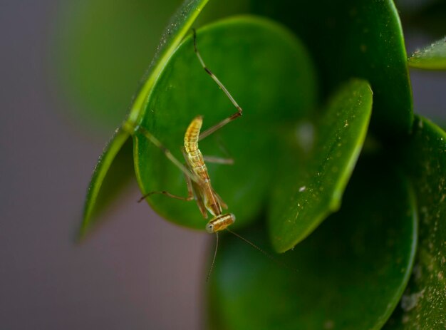 Een kleine bidsprinkhaan op een groen blad van een plant in Griekenland