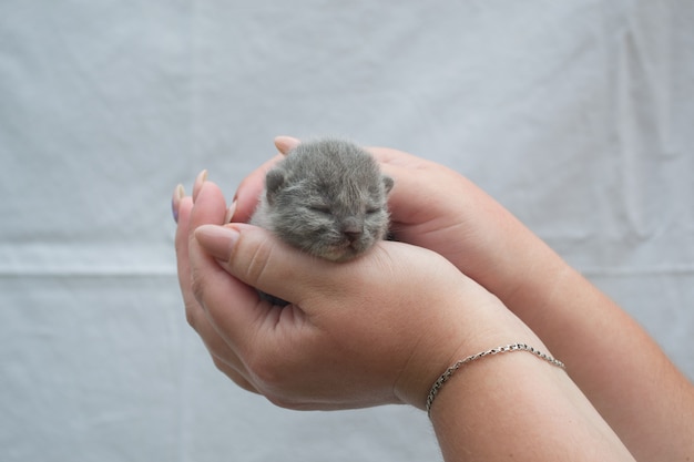 Een kleine blinde kat in zorgzame handen