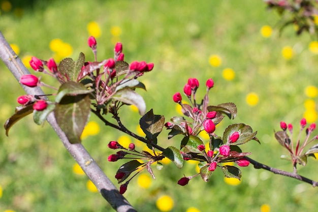 Een kleine bloeiende appelboom met roze bloemen en bordeauxrode bladeren Red Kuldzhinka of Nedzvetsky's appelboom