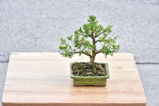 Een kleine bonsaiboom in een groene pot op een houten tafel.