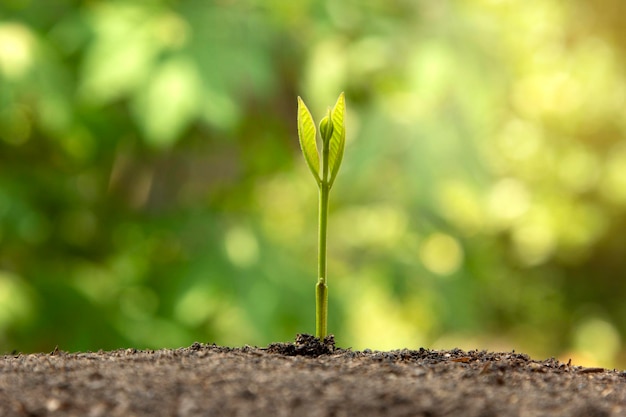 Foto een kleine boom die door de bodem in de natuur groeit bomen planten concepten ontwerp