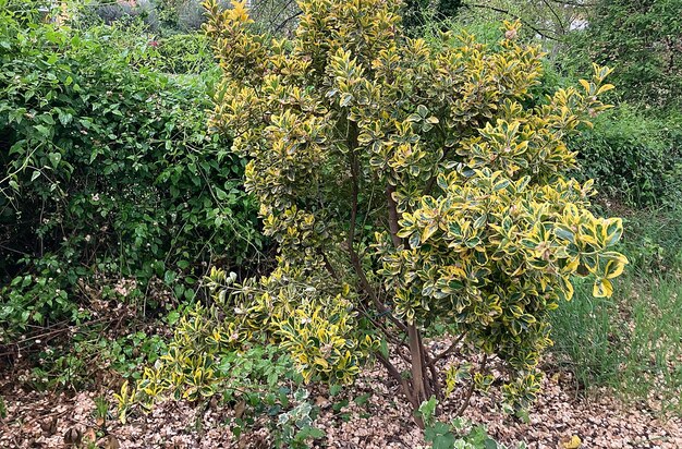 Een kleine boom met groene bladeren en gele bloemen.