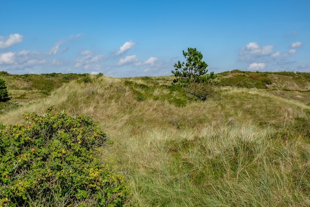 een kleine boom staat in een veld van hoog gras