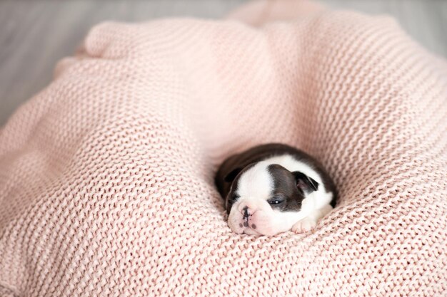 Foto een kleine boston terrier-puppy ligt op een roze gebreide deken huisdieren hond lief schattig foto van hoge kwaliteit