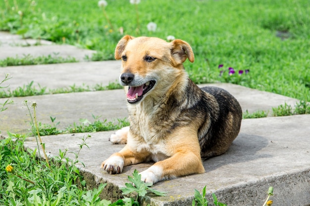 Een kleine bruine hond ligt op een pad in de tuin