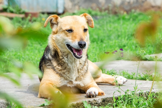 Een kleine bruine hond rust in de tuin tussen de planten