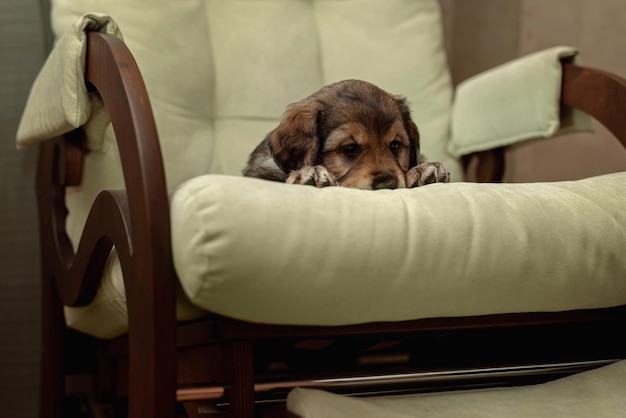 Een kleine bruine puppy in een grote groene stoel