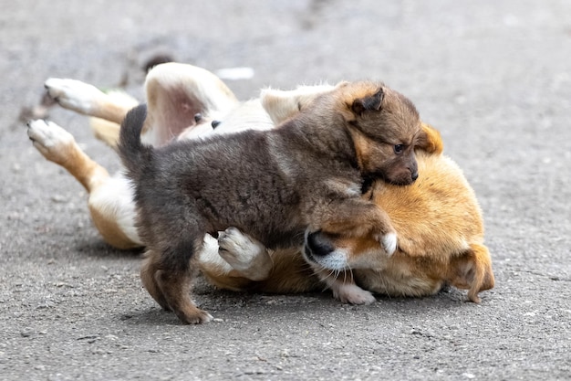 Een kleine bruine puppy speelt met zijn moederhond