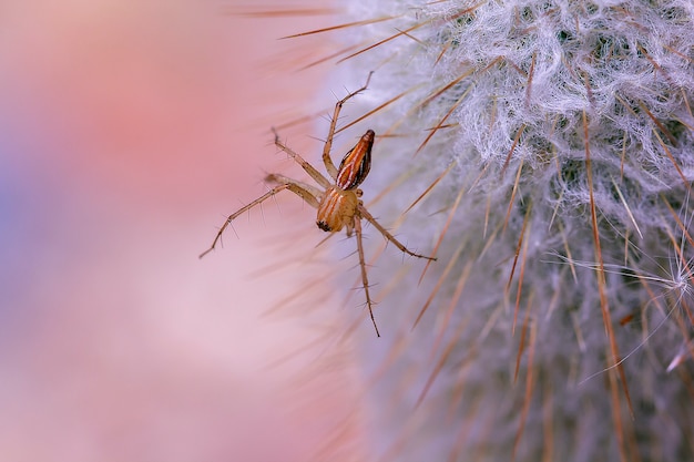 Een kleine bruine spin op de cactus.